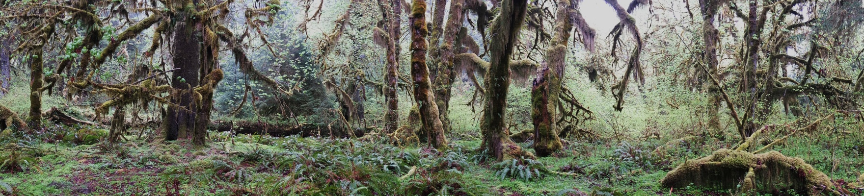 The moss covered tree's of the Hoh Rain Forest, Olympic Pensula National Park